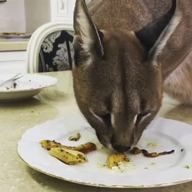 战斗民族家的喵星人(山猫/猞猁)吃通心粉eating pasta