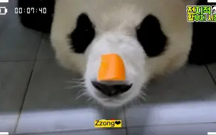 Video herunterladen: 20230414 爷爷用胡萝卜叫醒福宝｜熊猫家族🐼