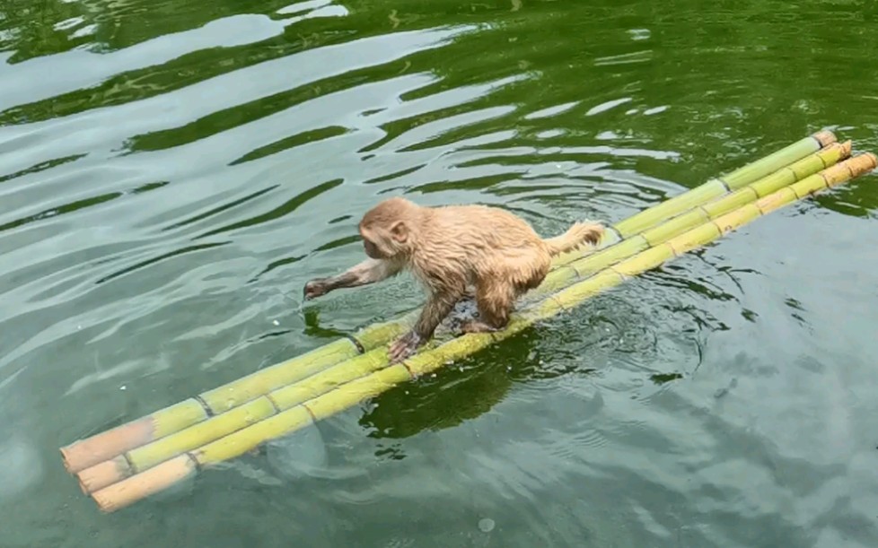 红山动物园划水的猴子w