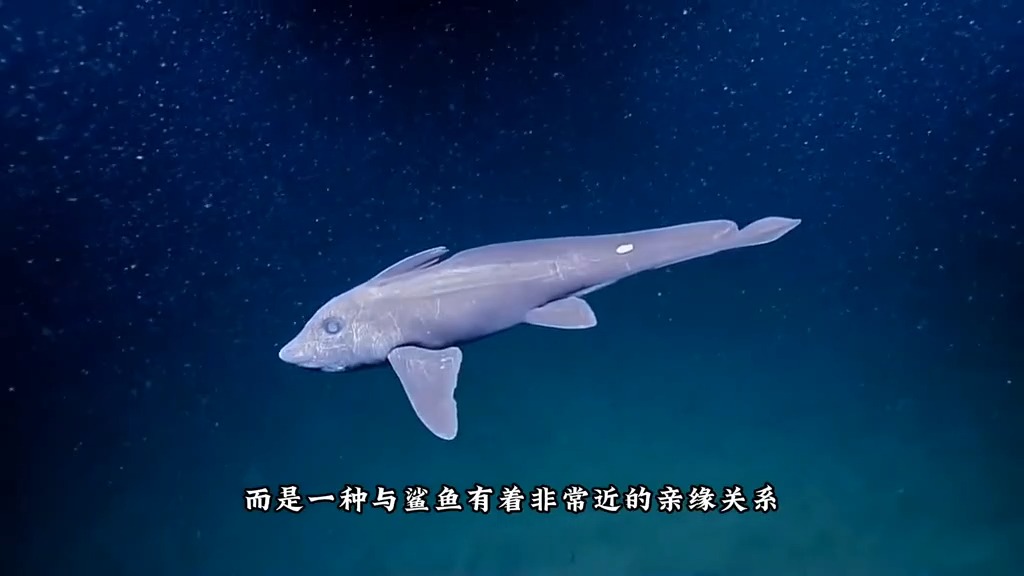 95 幽灵鲨一种像是得了白内障的深海怪鱼,没有骨头