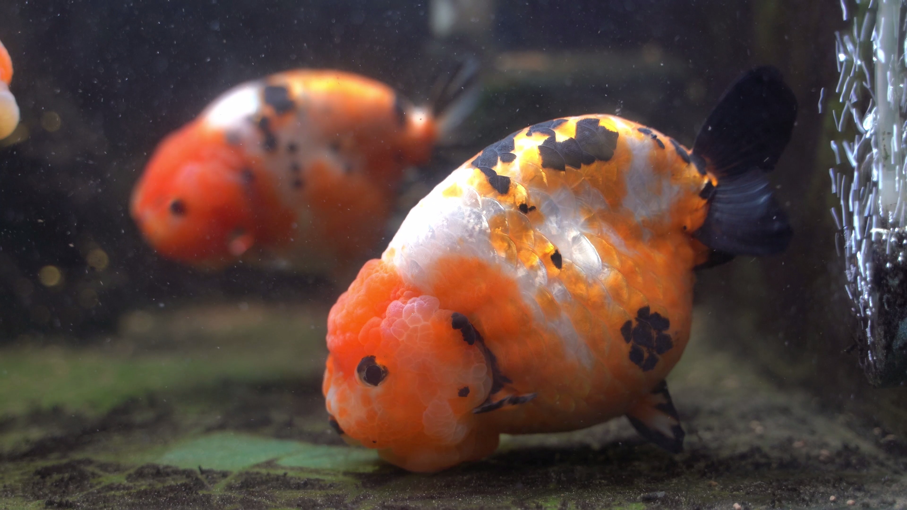 经过我不停的催,养的一身肉肉的兰寿准备过冬啦!