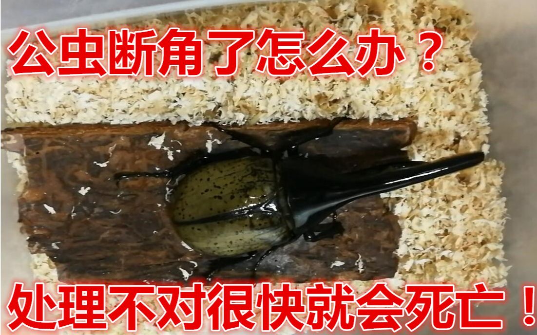 树的循环养虫干货分享断角的长戟大兜虫怎样避免死亡兜虫繁殖失败原因