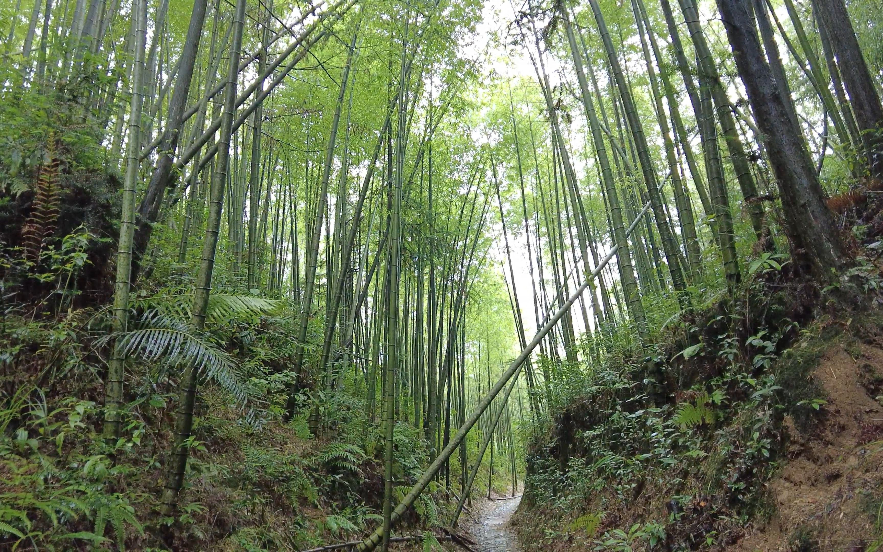 从化阿婆六景区图片