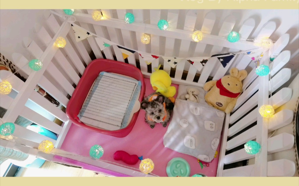 这样布置狗窝舒服好看吗?