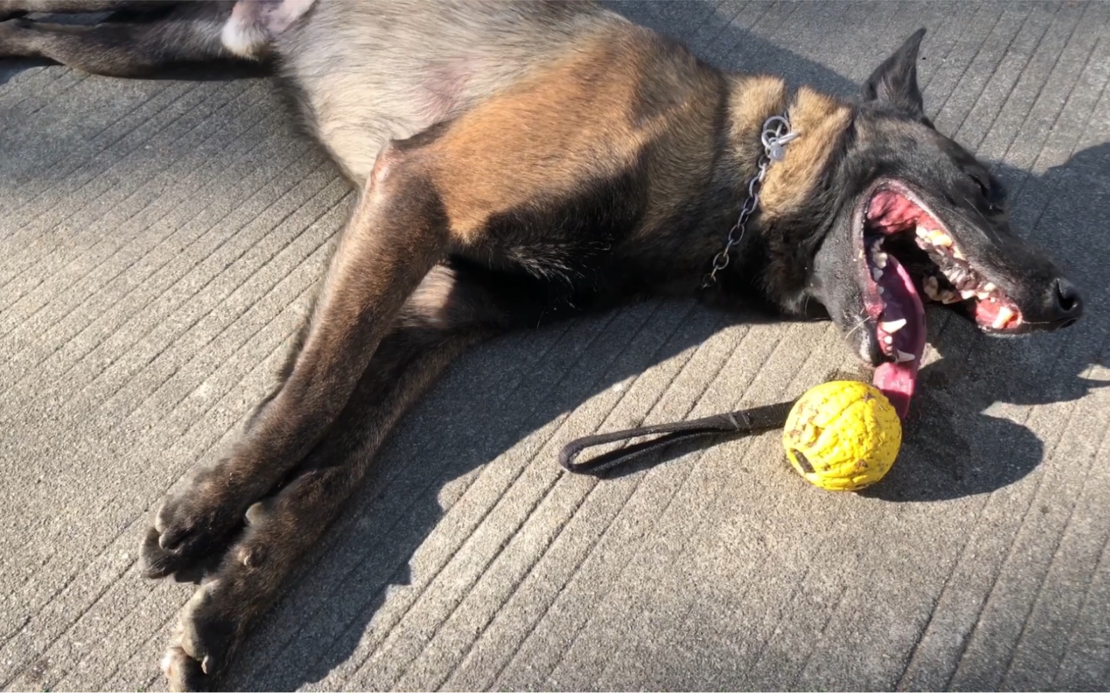 警犬德玛训练完的标志性状态“累成狗”哔哩哔哩bilibili