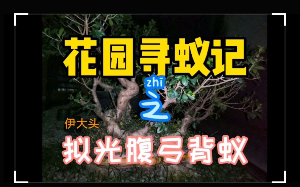 惊!花园里竟有我不知道的事!花园寻蚁记之拟光腹弓背蚁(新找到的品种!!!)哔哩哔哩bilibili