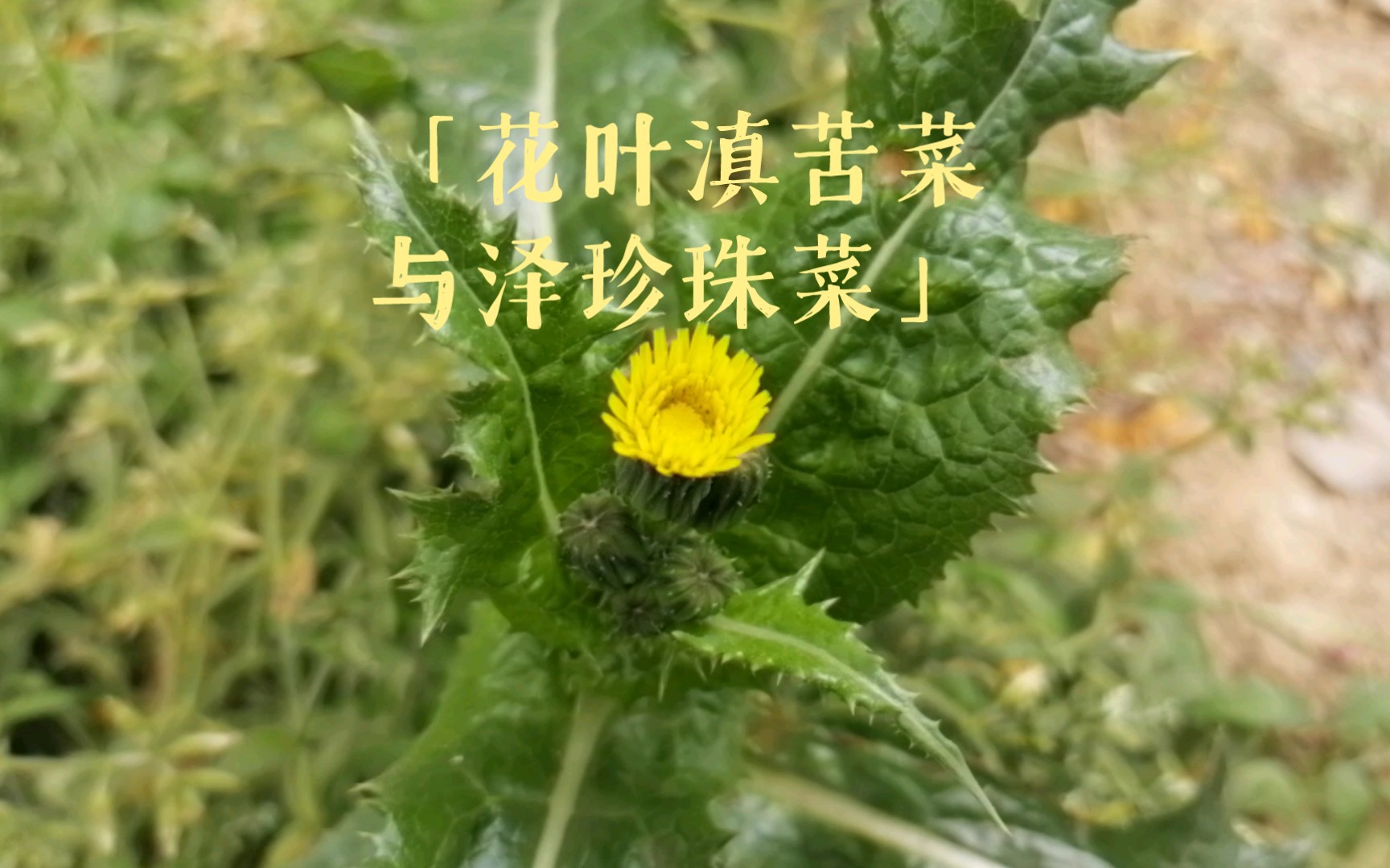 花叶滇苦菜与泽珍珠菜哔哩哔哩bilibili