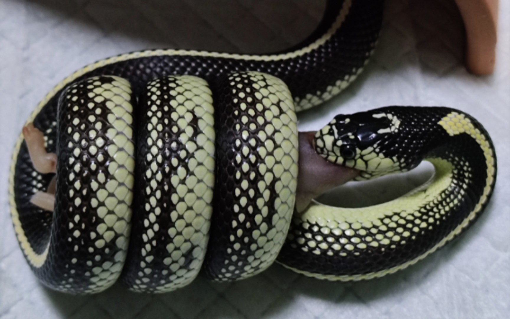 【加州王蛇】喂sd王蛇笑笑,好久没看到这么标准的绞杀了