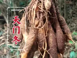 Descargar video: 它就是天门冬、别名：天冬草，是天门冬科天门冬属的一种多年生草本植物，你认识吗？#天门冬 #植物科普 #一日一植物 #中草药