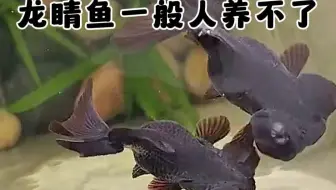 龙睛金鱼一般人是养不了的