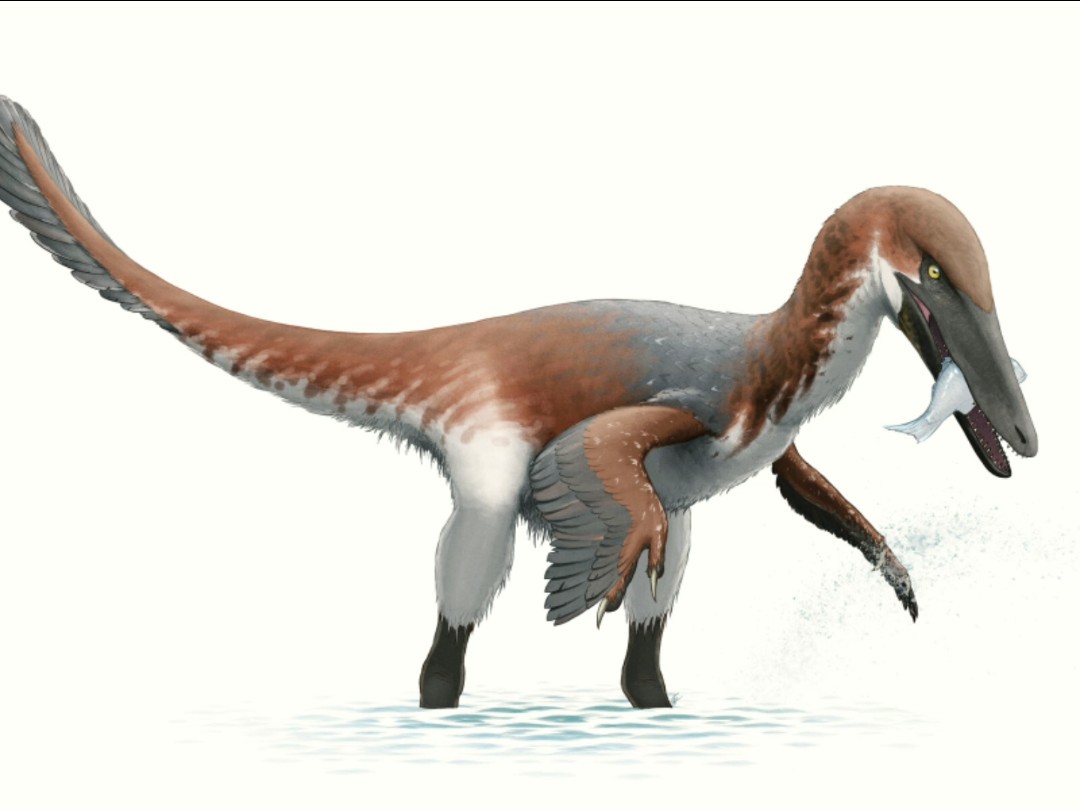 蜥形纲动物:南方盗龙.体长约为5米.体重超过360公斤