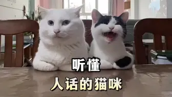听懂人话的猫，这么聪明，赶紧送去上学吧，别耽误孩子 ！