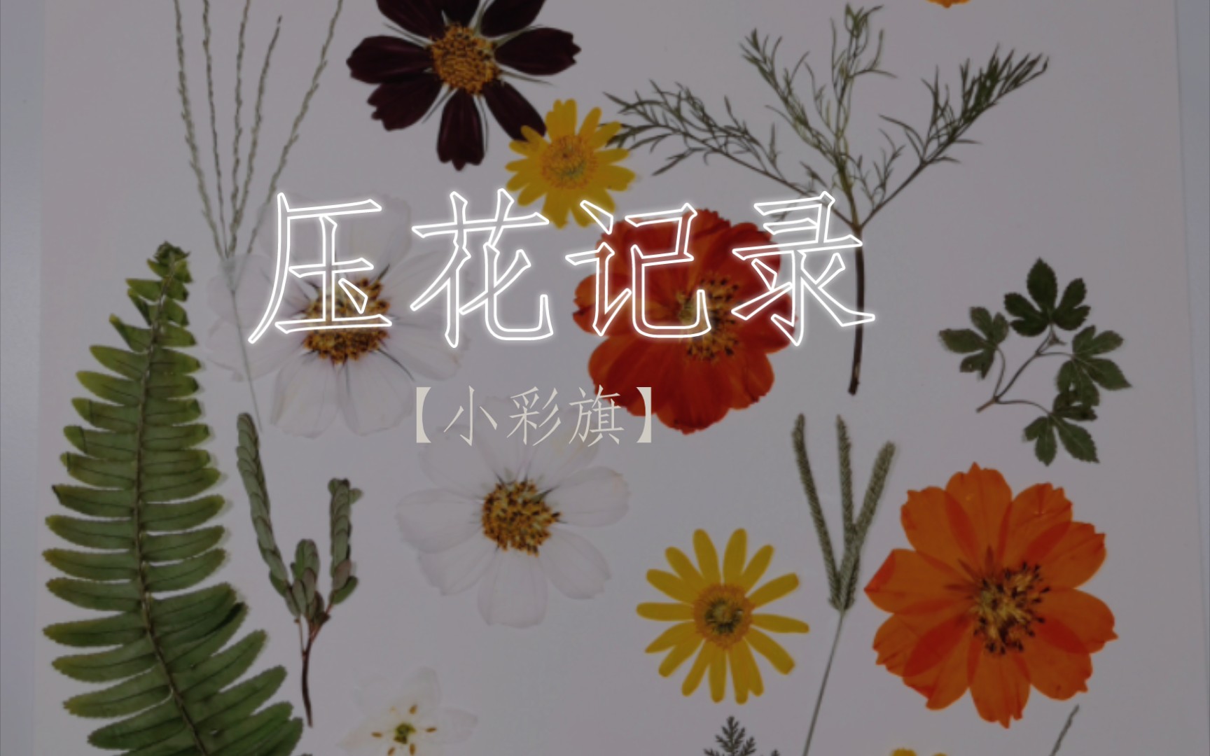 【压花】收花记录及压花作品【小彩旗】哔哩哔哩bilibili