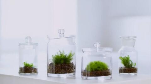 Nhk趣味园艺 瓶子里就可以种的苔藓植物 光合作用种草菌 哔哩哔哩 つロ干杯 Bilibili