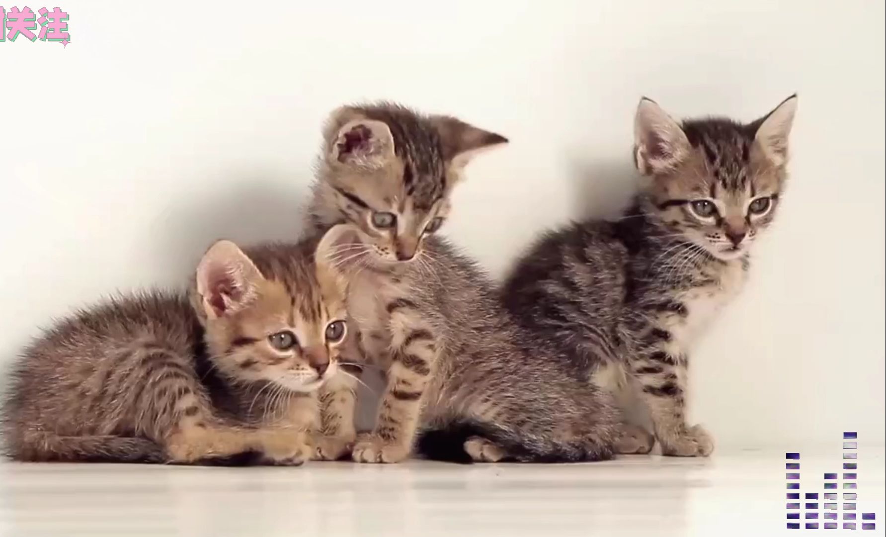 一些超级可爱的小奶猫,简直不要太爱了!