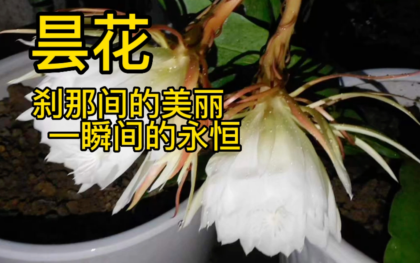 [图]昙花———刹那间的美丽，一瞬间的永恒。