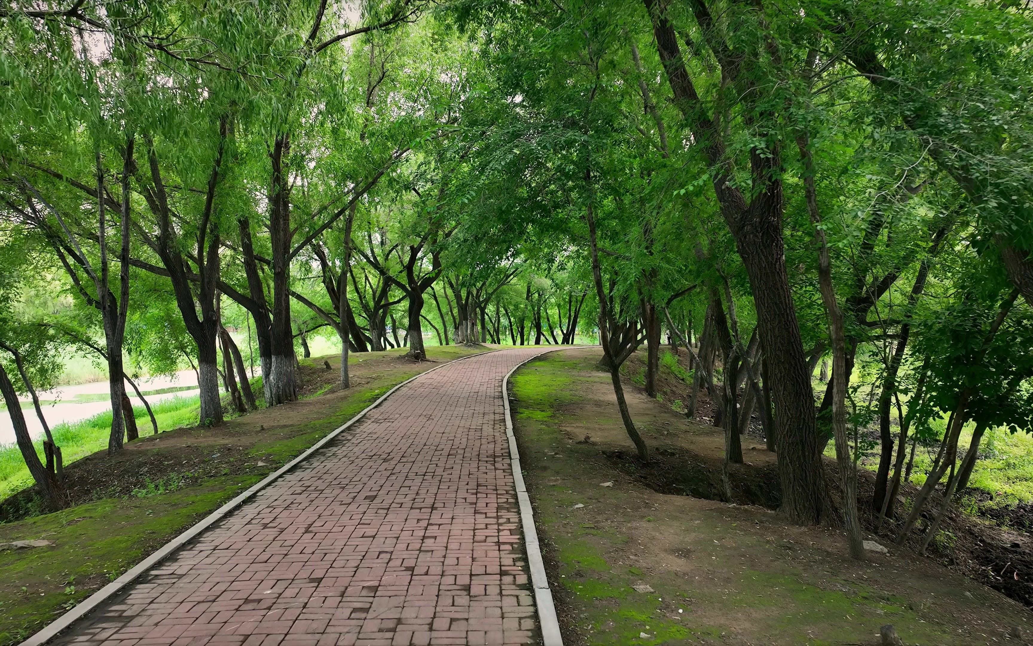 夏天的林荫小路_哔哩哔哩_bilibili