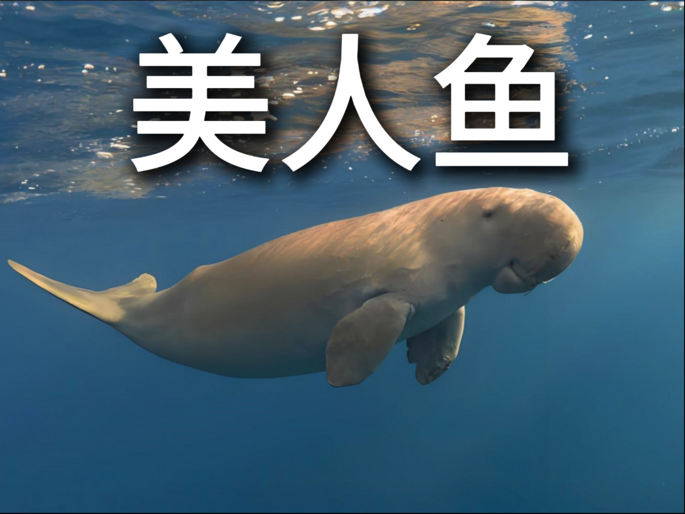 儒艮是美人鱼的原型,它和大象是同一个祖先