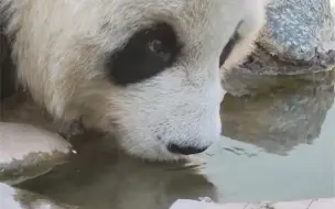 Video herunterladen: 原来大熊猫喝水不是像猫一样略略略，是像牛一样呲溜呲溜