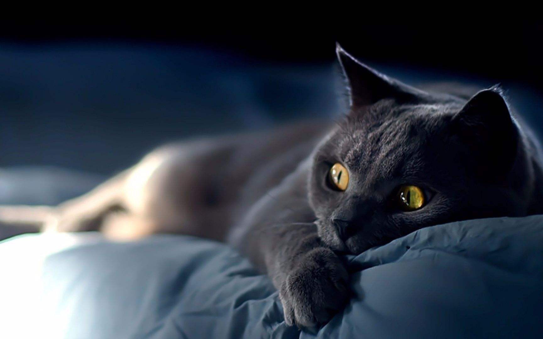 影视短片看了也看不懂系列黑猫的寓意是什么呢