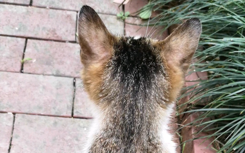 一只漂亮狸花猫的背影,美!