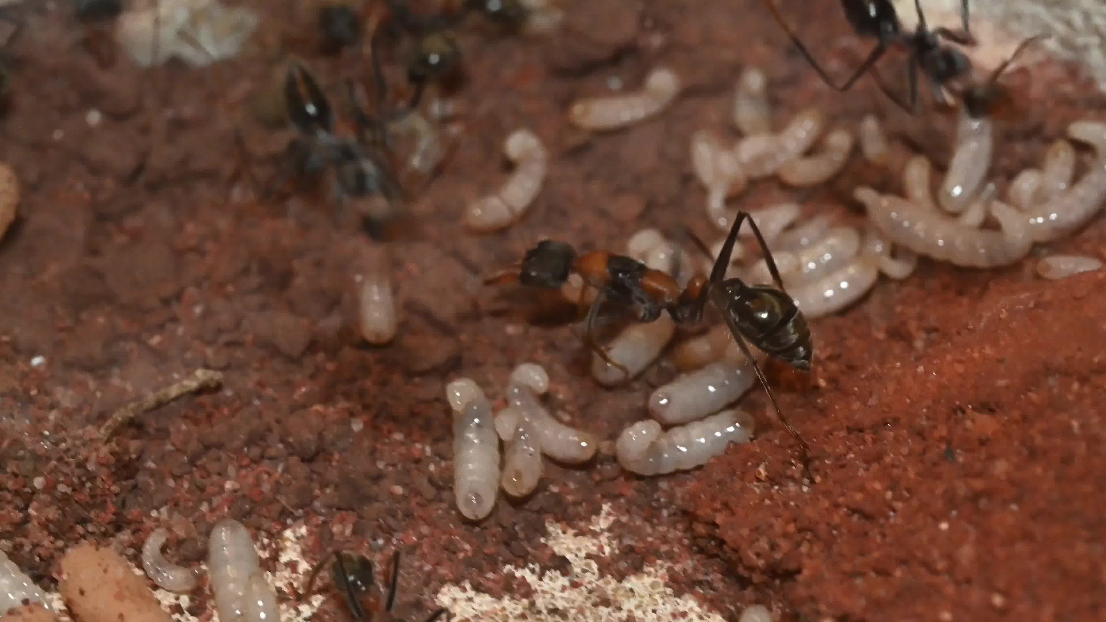 【4k】「黑带牛蚁」巢穴近况