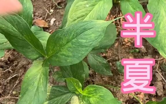 本草植物【半夏】哔哩哔哩bilibili