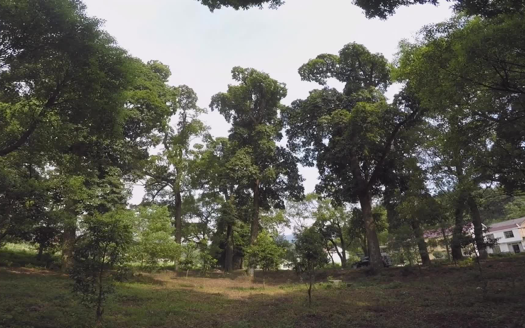 金丝楠木树高清图片(金丝楠木树苗适合哪些地方种植)