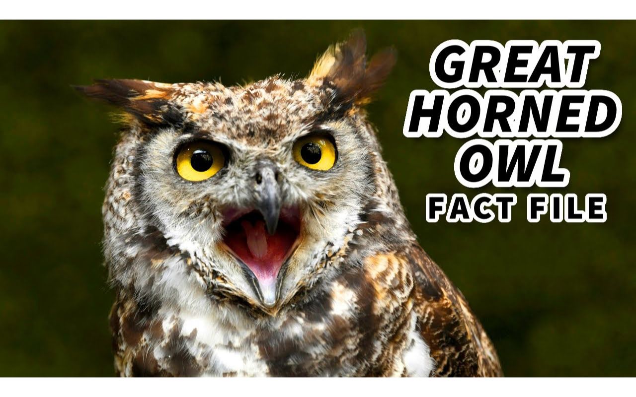 [图]Great Horned Owl Facts： the HOOT owl ｜ Animal Fact Files