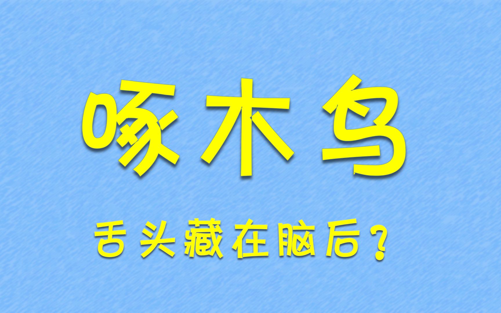 啄木鸟的舌头还能缠脑子上?哔哩哔哩bilibili