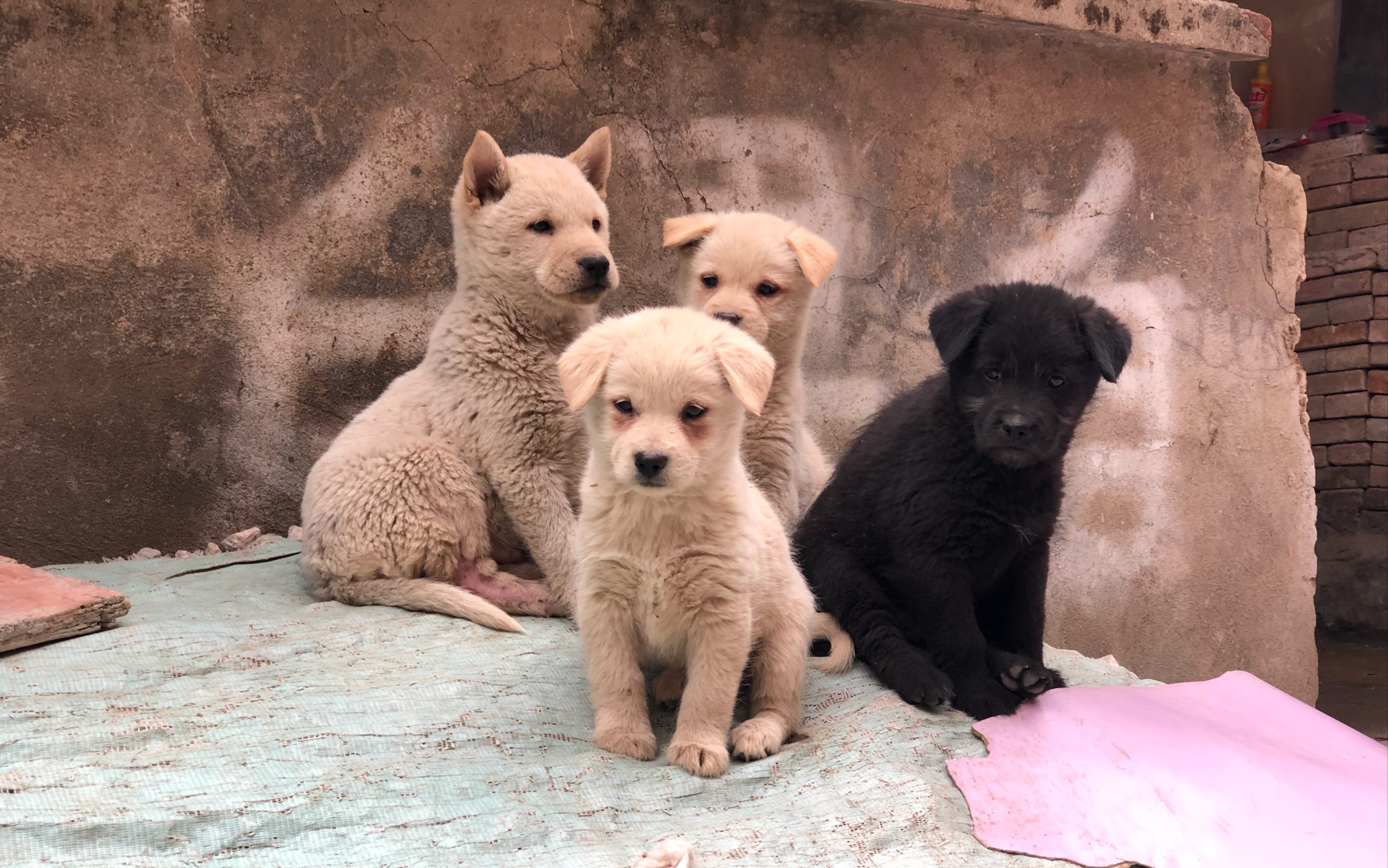 「广西田园犬」萌翻了的小土狗,最温馨的时光就是看着几只小狗无忧无