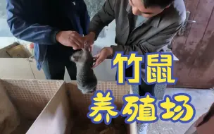 下载视频: 来竹鼠养殖场学习技术，打听了一下价格，竟然那么贵！