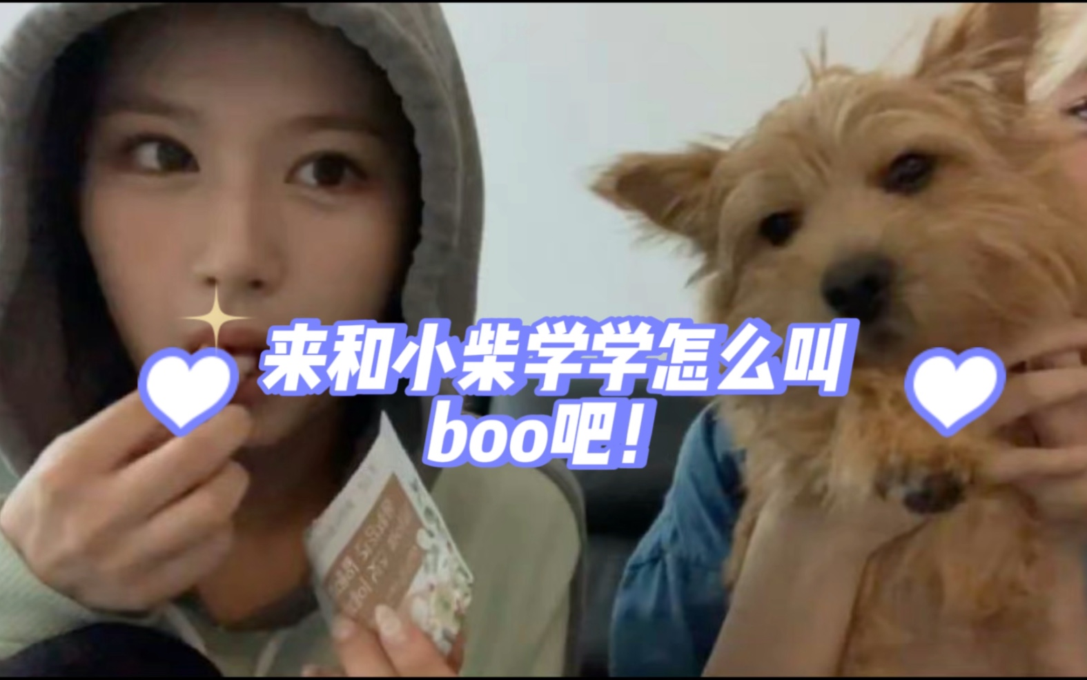 [图]【SANA】&【boo】来和小柴学一学怎么叫boo吧！