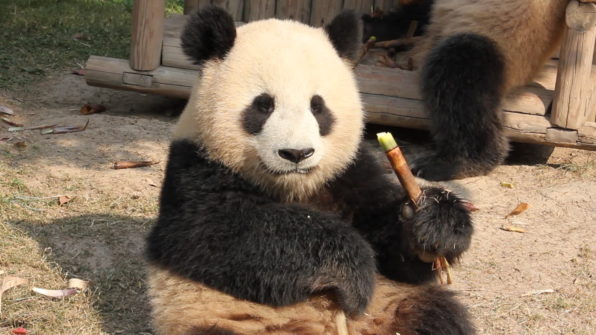 【大熊猫雪宝】上有老(麻麻)下有小(迪迪)中有老婆,要努力卖萌才行