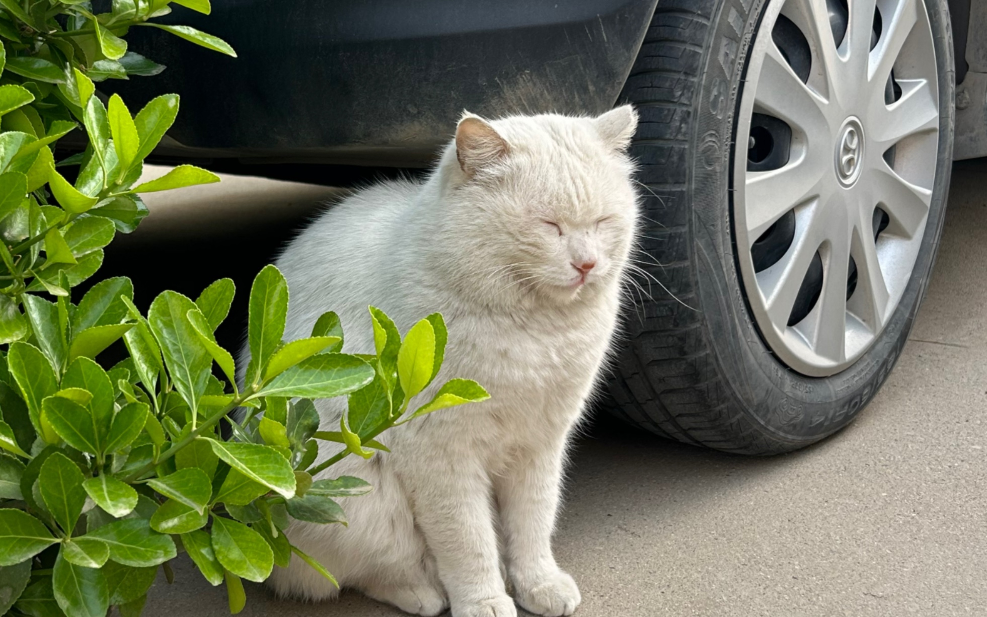 我要上班,猪咪早起送我,瞧瞧给孩子高兴的哔哩哔哩bilibili