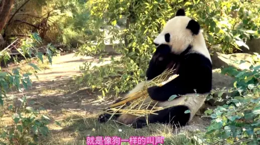 你知道多少种熊猫叫声？