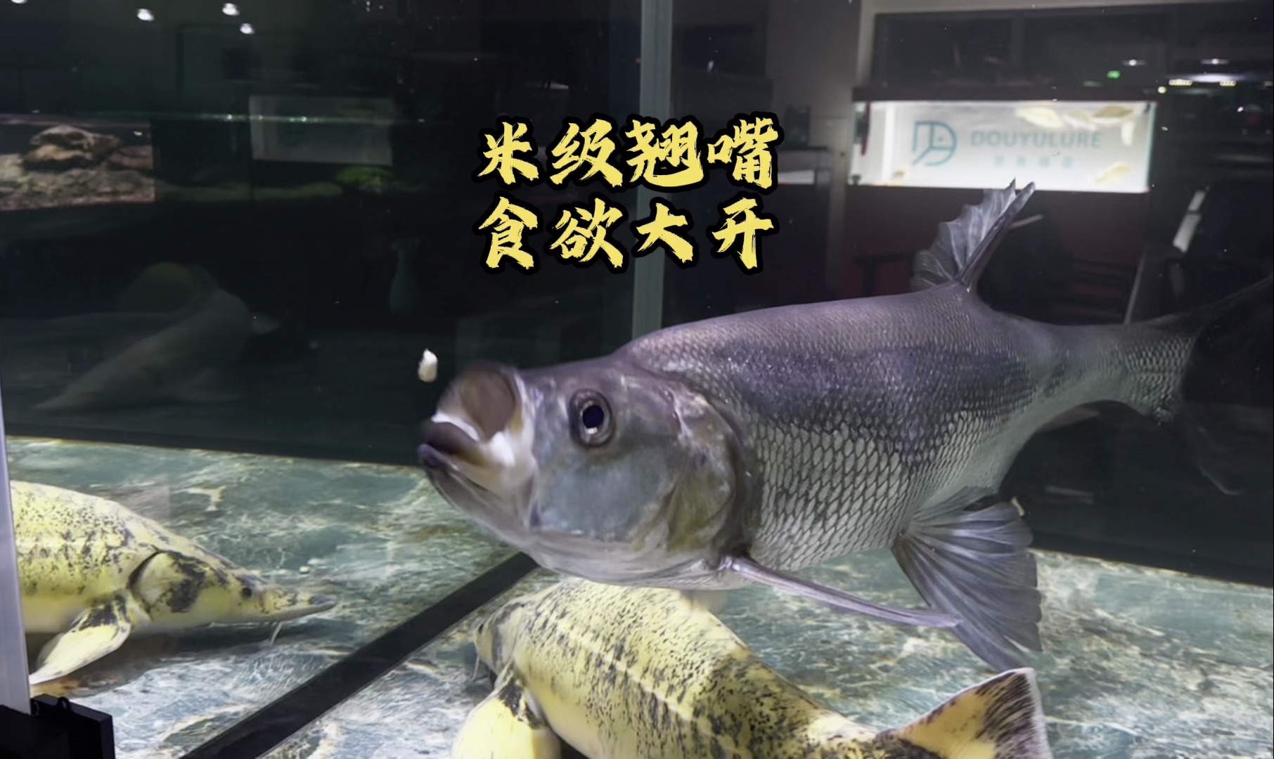 米级翘嘴,食欲大开,准备进入育肥阶段,一切的付出都是值得的!-豆鱼路亚-豆爸先生-豆鱼路亚-豆爸先生-哔哩哔哩视频