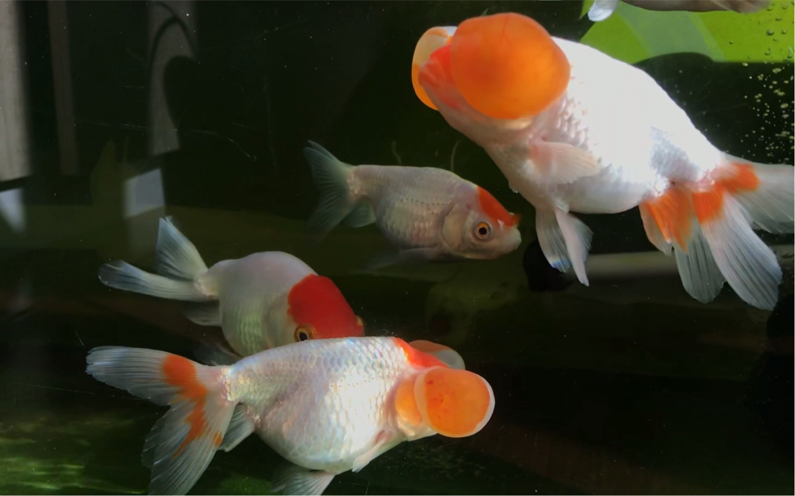 丑萌朱砂水泡金鱼