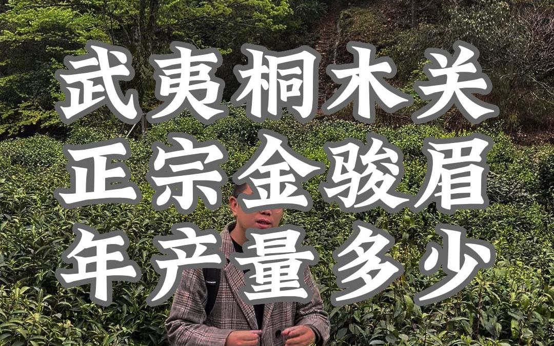 武夷山桐木村金骏眉每年有多少产量?一般人能买到吗?哔哩哔哩bilibili