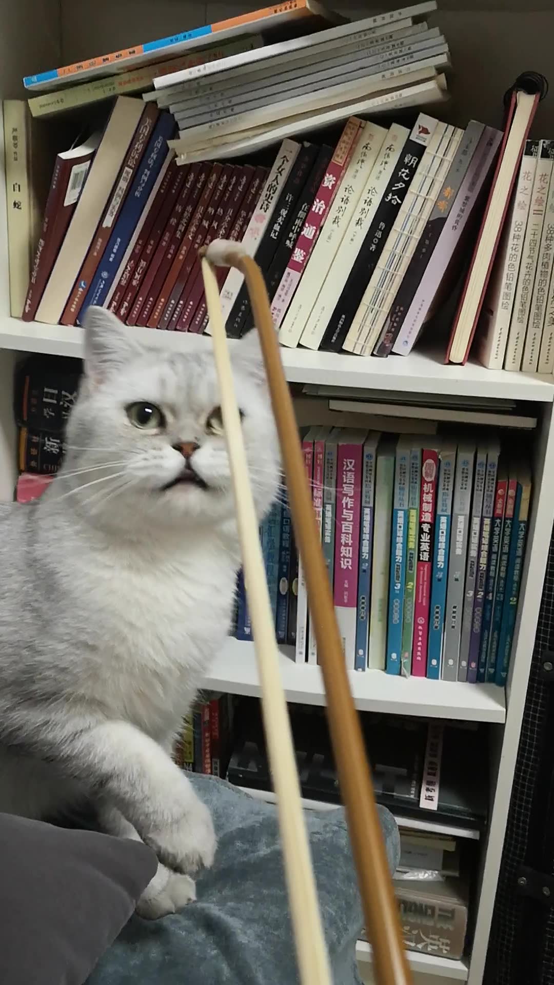 我叫猫猫-每次拉二胡都要来捣乱_哔哩哔哩 (゜-゜)つロ 干杯~-bili