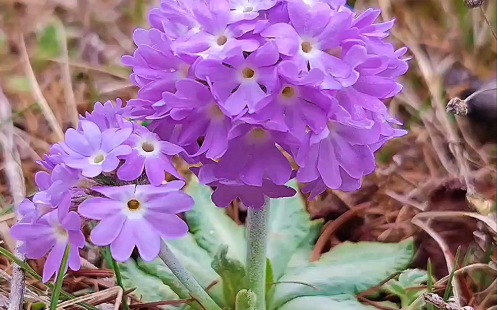 植物界的花仙子,苣叶报春花