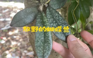 下载视频: 【花事】放野的蝴蝶兰｜西雷利蝴蝶兰｜朵丽蝶