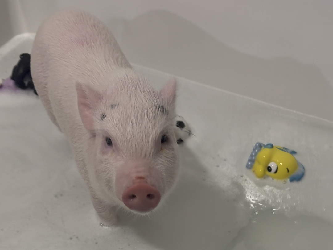 野兽猪猪洗澡澡