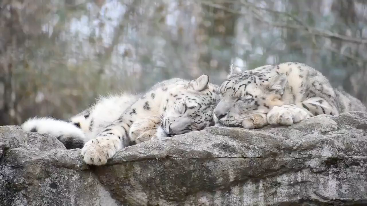 【雪豹搬运】米米福福母子头挨头睡大觉|多摩动物园雪豹mimi&fuku