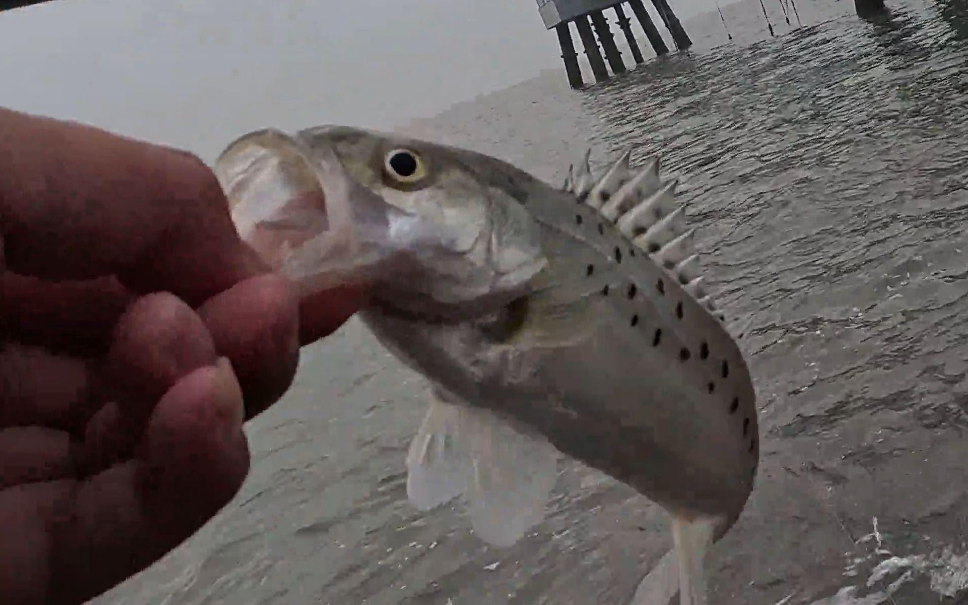 海边路亚海鲈鱼,疯狂连杆拉到手软,早口的鱼钓起来太舒服了
