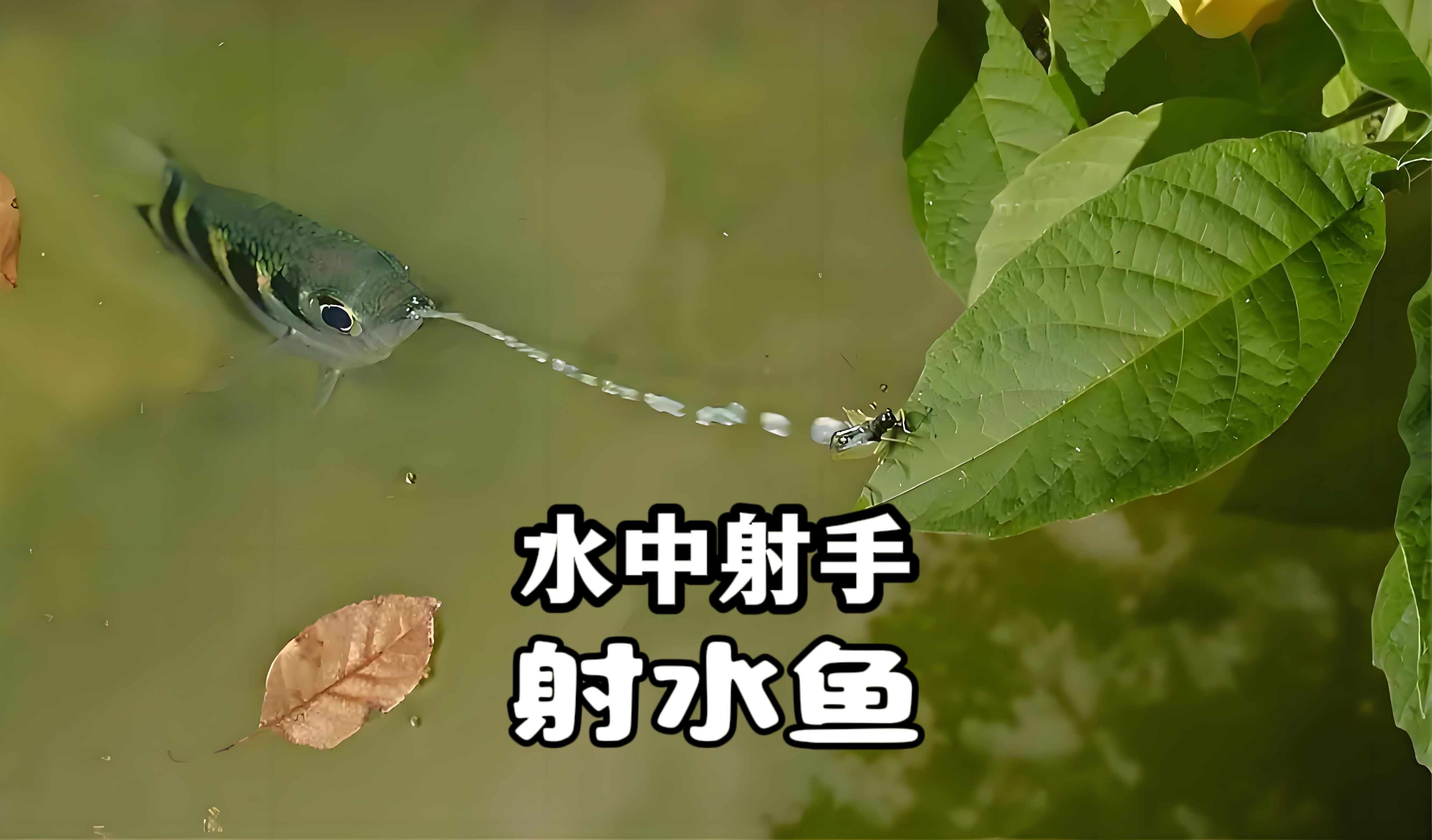 看射水鱼如何成为水中的"神射手"!