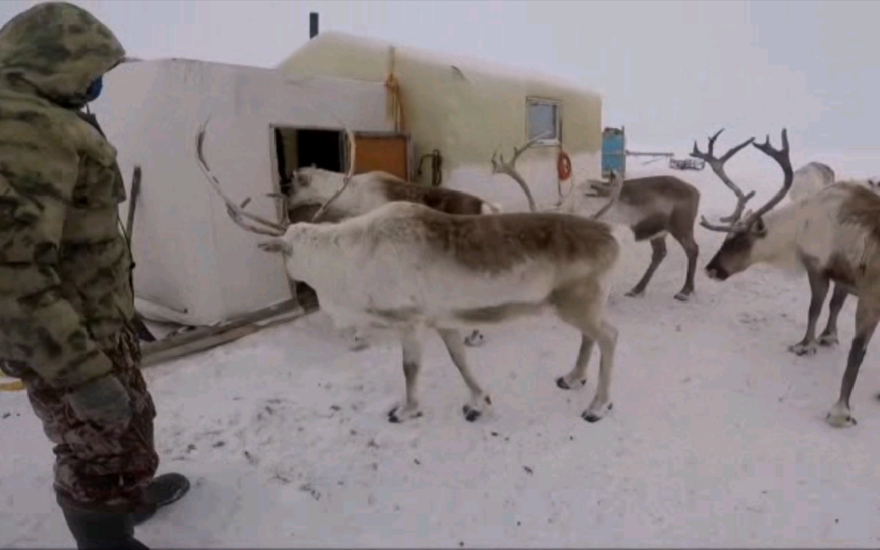 在北极的俄罗斯萨哈共和国的游牧民族多尔干人在60Ⰳ极端低温下的驯鹿生活哔哩哔哩bilibili