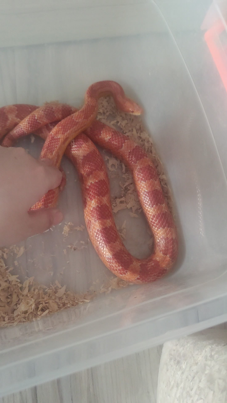 辽宁省出售一只比较胖的可爱玉米蛇,白化红,性格温顺,体长1米