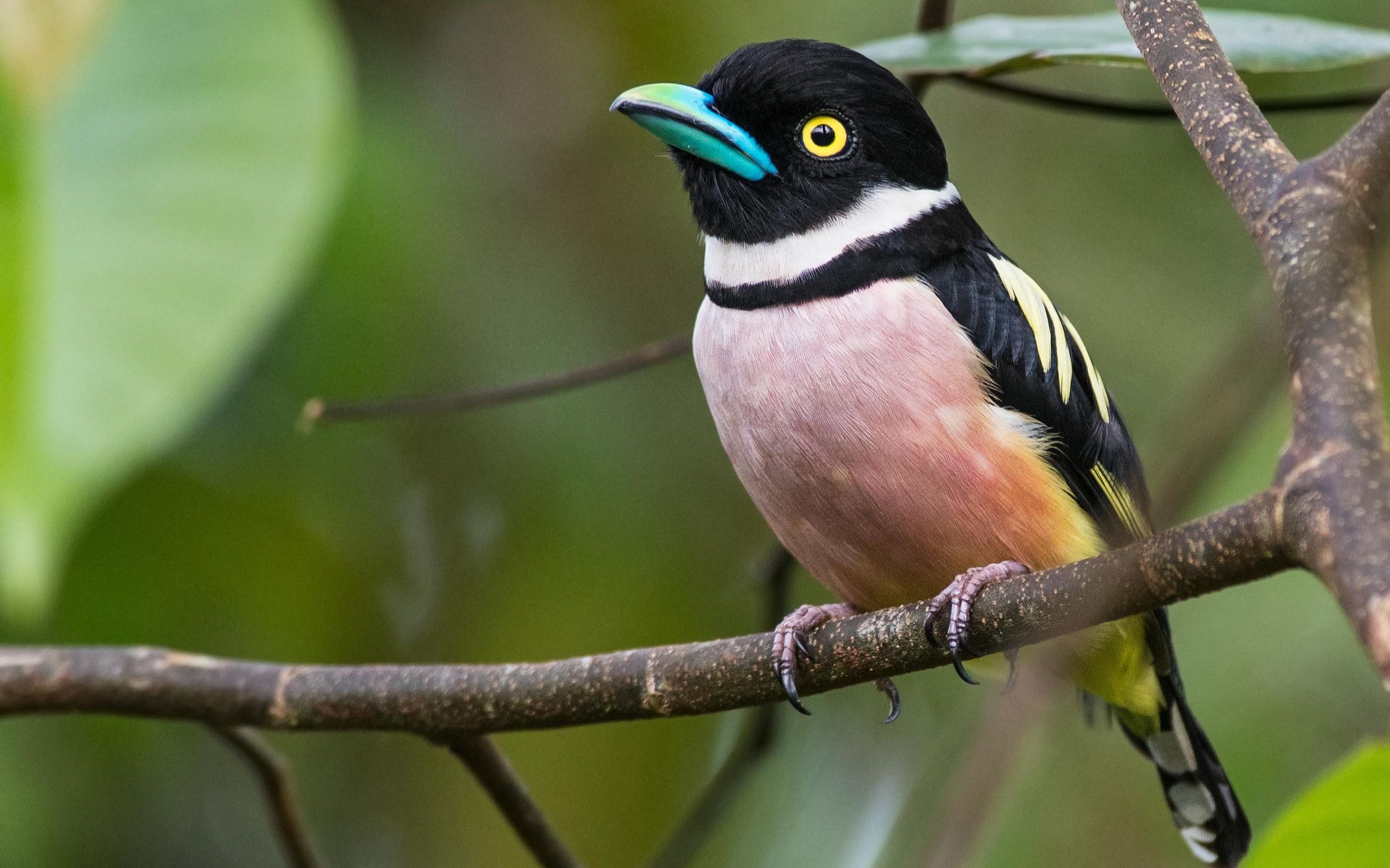 似笑非笑的黑黄阔嘴鸟,歌声如此魔怔