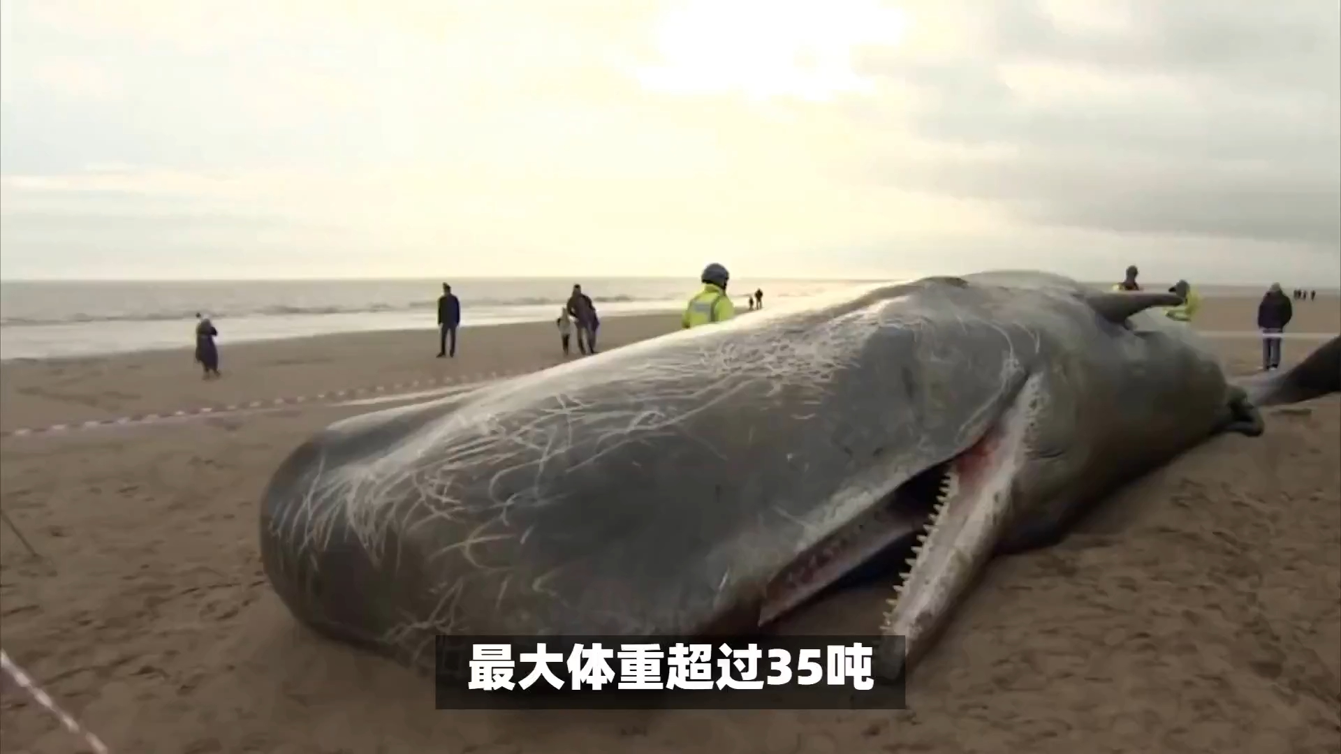 灰鲸数量锐减引关注,保护生物多样性成人类共同责任哔哩哔哩bilibili